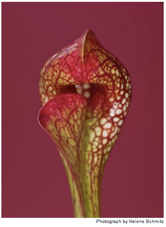 Illustration for article titled The Unfurled Petals That Lure With Sweet Poison